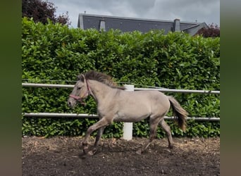 Konik, Caballo castrado, 4 años, 133 cm, Bayo