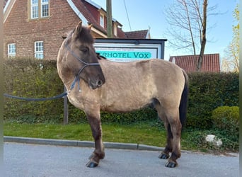 Konik, Caballo castrado, 4 años, 139 cm, Bayo