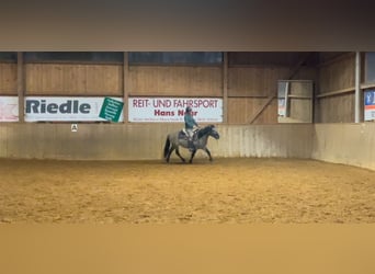 Konik, Caballo castrado, 4 años, 139 cm, Bayo