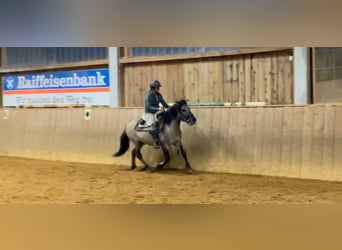 Konik, Caballo castrado, 4 años, 139 cm, Bayo