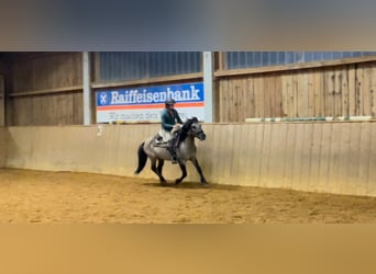 Konik, Caballo castrado, 4 años, 139 cm, Bayo