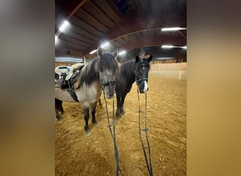 Konik, Caballo castrado, 4 años, 139 cm, Bayo