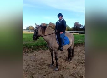 Konik, Caballo castrado, 4 años, 140 cm, Bayo
