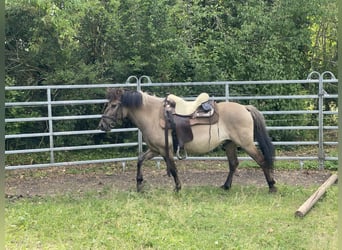 Konik, Caballo castrado, 4 años, 140 cm, Bayo