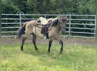 Konik, Caballo castrado, 4 años, 140 cm, Bayo