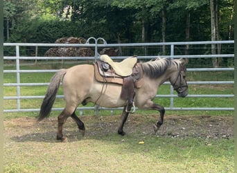 Konik, Caballo castrado, 4 años, 140 cm, Bayo