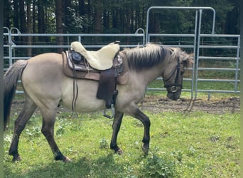 Konik, Caballo castrado, 4 años, 140 cm, Bayo