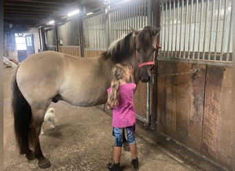 Konik, Caballo castrado, 4 años, 140 cm, Bayo
