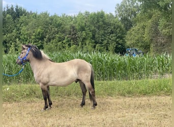 Konik, Caballo castrado, 4 años, 140 cm, Bayo