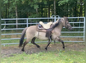 Konik, Caballo castrado, 4 años, 140 cm, Bayo