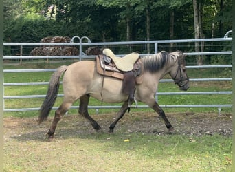 Konik, Caballo castrado, 4 años, 140 cm, Bayo