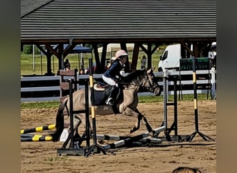 Konik, Caballo castrado, 4 años, 140 cm, Bayo