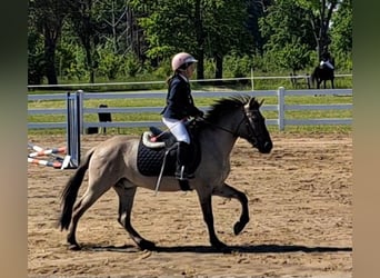 Konik, Caballo castrado, 4 años, 140 cm, Bayo