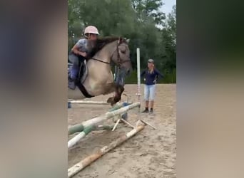Konik, Caballo castrado, 4 años, 140 cm, Bayo