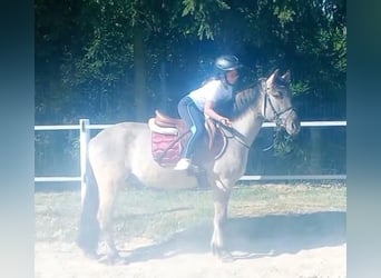 Konik, Caballo castrado, 4 años, 140 cm, Bayo