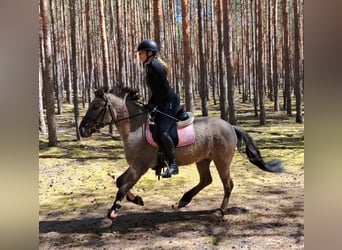 Konik, Caballo castrado, 4 años, 140 cm, Bayo
