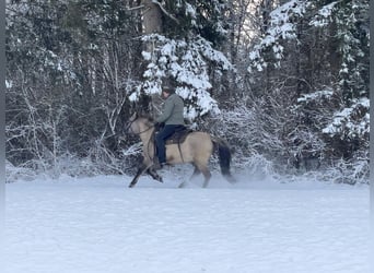 Konik, Caballo castrado, 4 años, 141 cm, Bayo