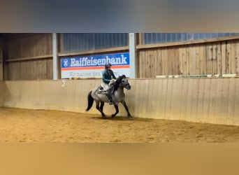 Konik, Caballo castrado, 4 años, 141 cm, Bayo