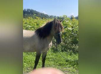 Konik, Caballo castrado, 4 años, 141 cm, Bayo