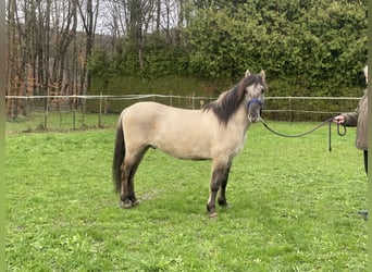 Konik, Caballo castrado, 4 años, 141 cm, Bayo