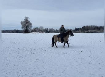 Konik, Caballo castrado, 4 años, 141 cm, Bayo