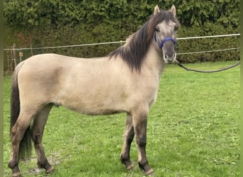 Konik, Caballo castrado, 4 años, 141 cm, Bayo