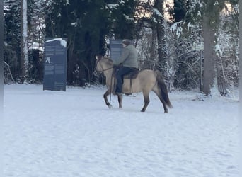 Konik, Caballo castrado, 4 años, 141 cm, Bayo