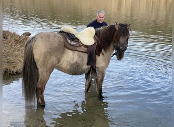 Konik, Caballo castrado, 4 años, 141 cm, Bayo