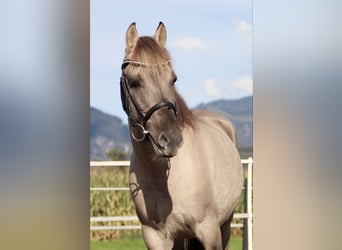 Konik, Caballo castrado, 4 años, 141 cm, Grullo