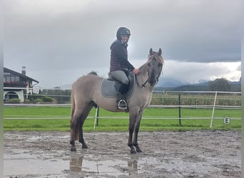 Konik, Caballo castrado, 4 años, 141 cm, Grullo