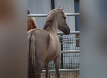 Konik, Caballo castrado, 4 años, 141 cm, Grullo