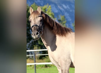 Konik, Caballo castrado, 4 años, 141 cm, Grullo