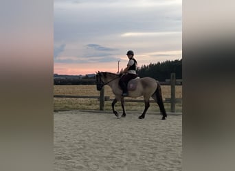 Konik, Caballo castrado, 4 años, 142 cm, Bayo