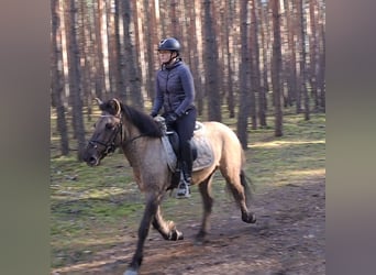 Konik, Caballo castrado, 4 años, 144 cm, Bayo