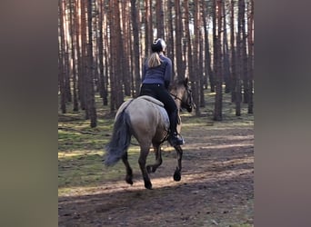 Konik, Caballo castrado, 4 años, 144 cm, Bayo