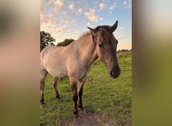 Konik, Caballo castrado, 4 años, Bayo