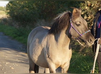 Konik, Caballo castrado, 5 años, 134 cm, Bayo