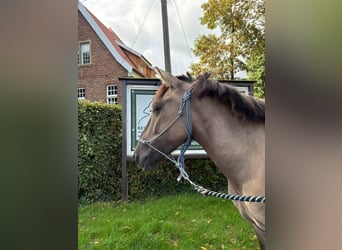 Konik, Caballo castrado, 5 años, 136 cm, Bayo