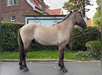 Konik, Caballo castrado, 5 años, 136 cm, Bayo