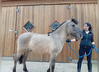 Konik, Caballo castrado, 5 años, 148 cm, Bayo
