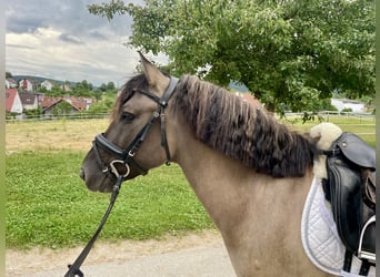 Konik, Caballo castrado, 6 años, 135 cm, Bayo