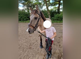 Konik, Caballo castrado, 6 años, 140 cm, Bayo