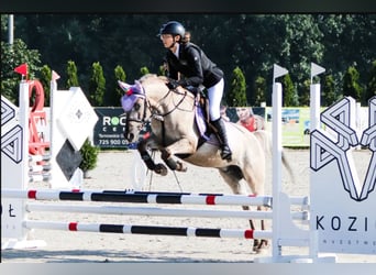 Konik, Caballo castrado, 6 años, 142 cm, Dunalino (Cervuno x Palomino)