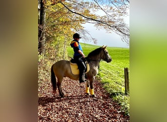 Konik, Caballo castrado, 6 años, 143 cm