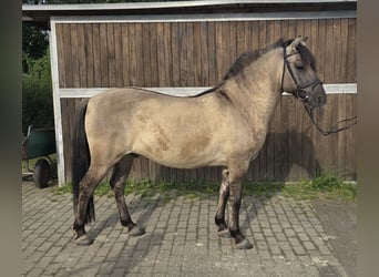 Konik, Caballo castrado, 7 años, 135 cm, Bayo