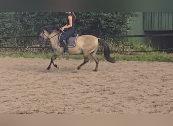 Konik, Caballo castrado, 7 años, 135 cm, Bayo