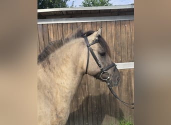 Konik, Caballo castrado, 7 años, 135 cm, Bayo