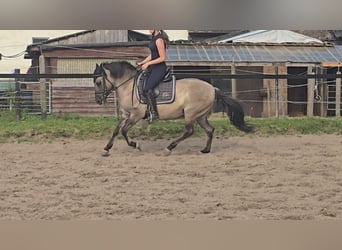 Konik, Caballo castrado, 7 años, 135 cm, Bayo