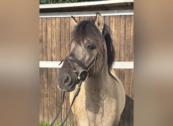 Konik, Caballo castrado, 7 años, 135 cm, Bayo