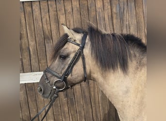 Konik, Caballo castrado, 7 años, 135 cm, Bayo